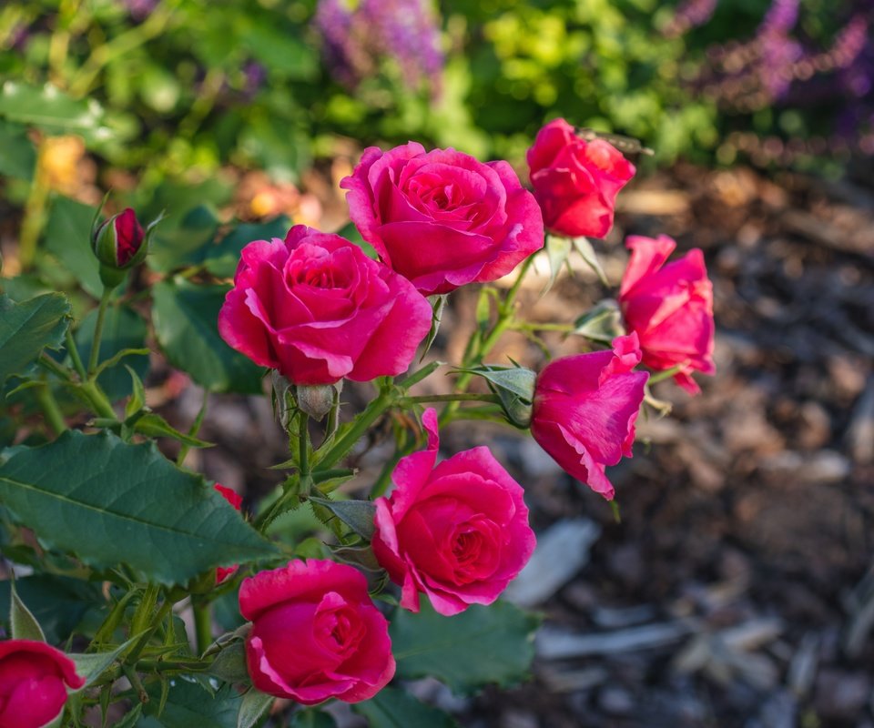 Обои ветка, розы, сад, розовые, яркие, боке, branch, roses, garden, pink, bright, bokeh разрешение 6000x4000 Загрузить