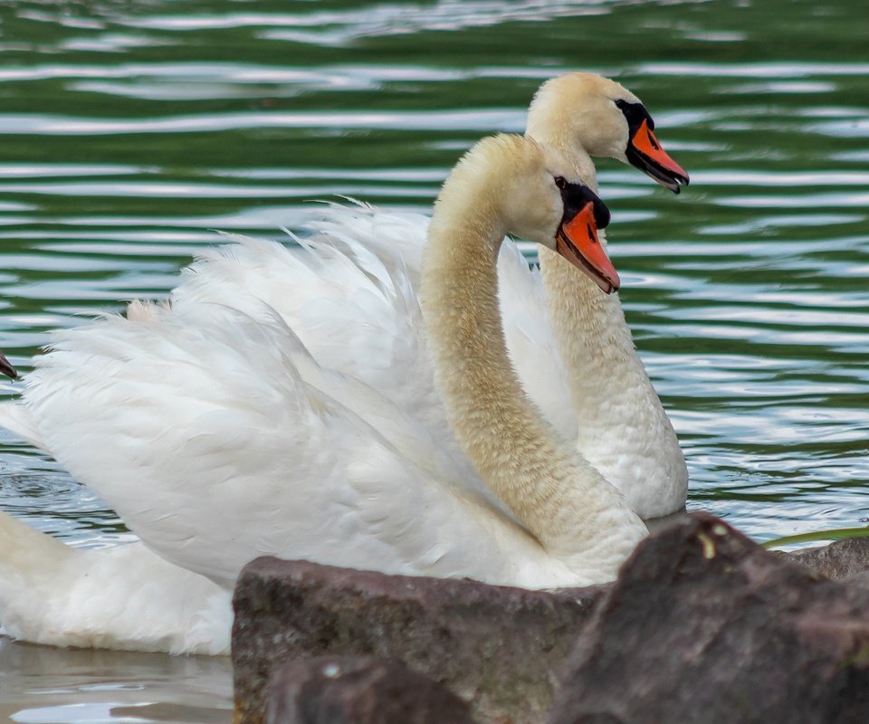 Обои водоем, пара, белые, лебеди, pond, pair, white, swans разрешение 2880x1620 Загрузить