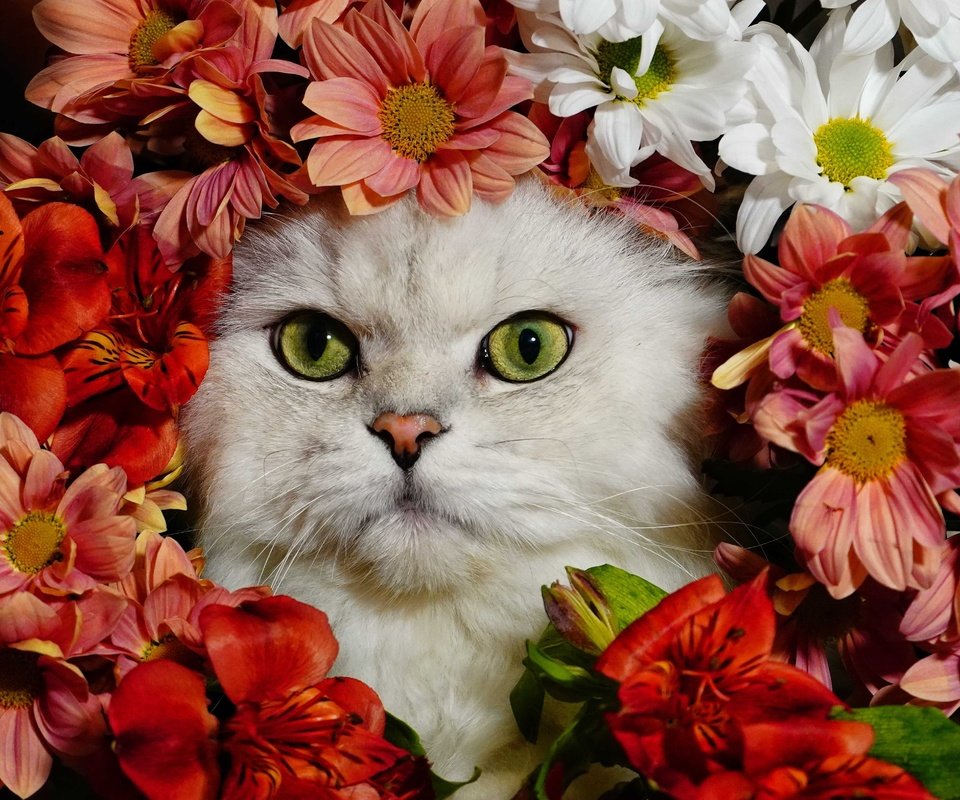 Обои цветы, кот, белый, flowers, cat, white разрешение 4572x3234 Загрузить