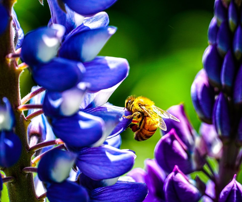 Обои цветы, бутоны, насекомое, лепестки, крылья, пчела, люпины, flowers, buds, insect, petals, wings, bee, lupins разрешение 6000x3376 Загрузить