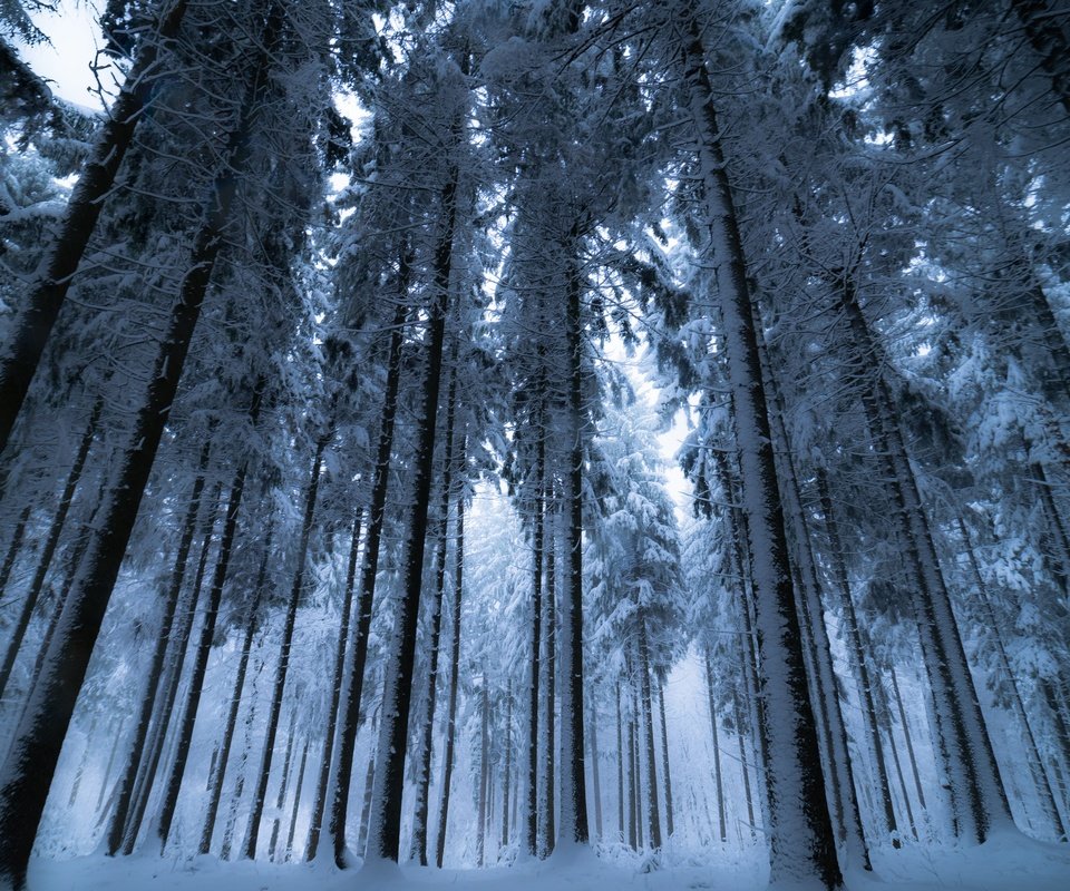 Обои деревья, снег, лес, зима, trees, snow, forest, winter разрешение 6000x4000 Загрузить