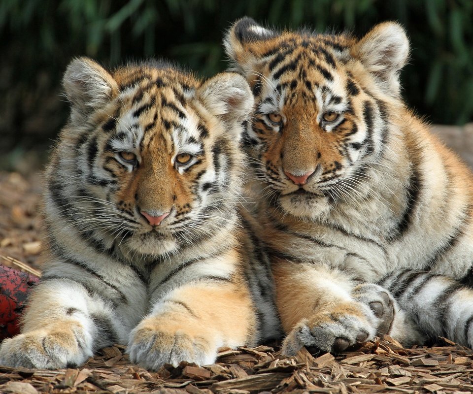 Обои дикие кошки, тигрята, детеныши, тигры, wild cats, the cubs, cubs, tigers разрешение 3394x2715 Загрузить