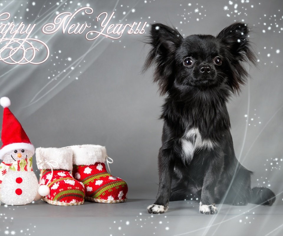 Обои новый год, обувь, взгляд, фигурка, собака, чихуа-хуа, игрушка, снеговик, носки, праздник, рождество, new year, shoes, look, figure, chihuahua, dog, toy, snowman, socks, holiday, christmas разрешение 4267x2845 Загрузить