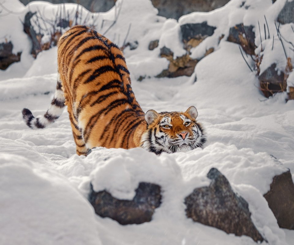 Обои тигр, морда, снег, камни, зима, поза, взгляд, спина, tiger, face, snow, stones, winter, pose, look, back разрешение 2000x1470 Загрузить