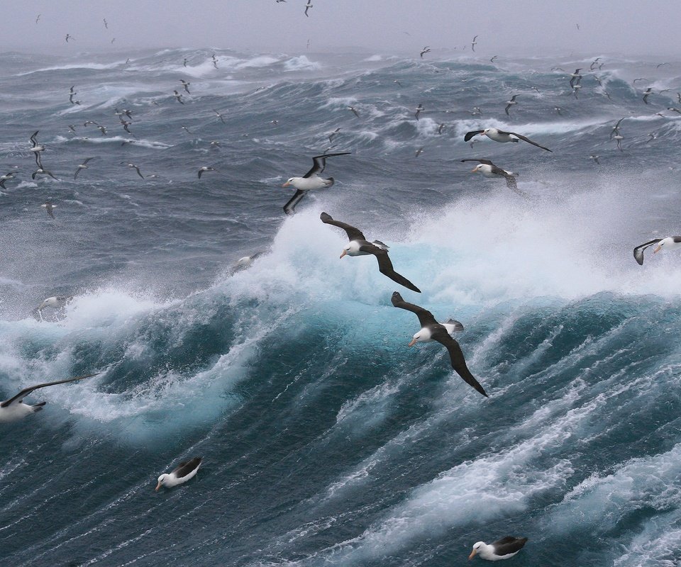 Обои волны, море, полет, птицы, чайки, шторм, wave, sea, flight, birds, seagulls, storm разрешение 2880x1920 Загрузить