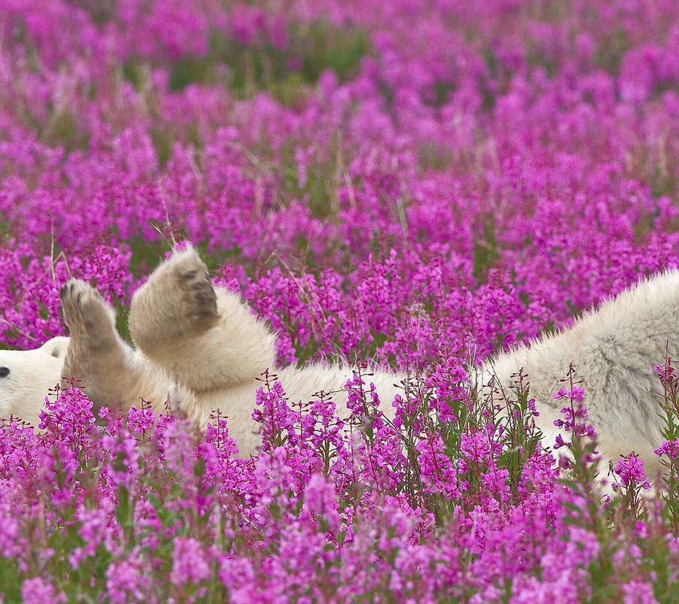 Обои цветы, полярный медведь, flowers, polar bear разрешение 1920x1200 Загрузить