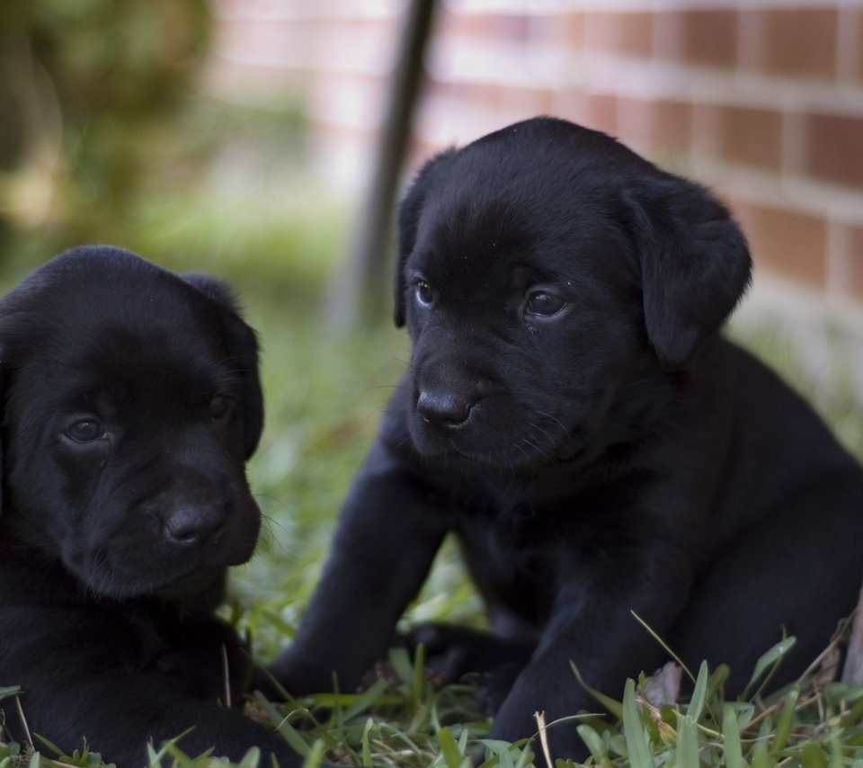Обои щенки, малыши, черненькие, двор, puppies, kids, black, yard разрешение 2560x1600 Загрузить