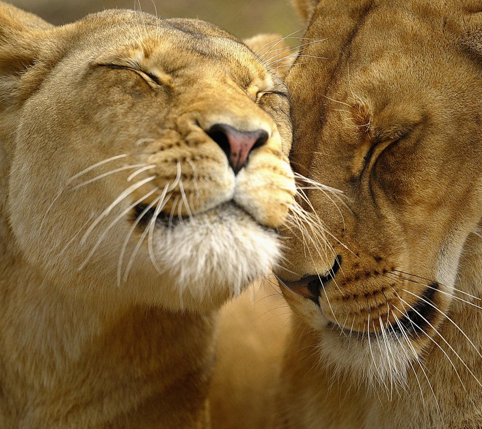 Обои морда, львы, лев, ласки, львица, face, lions, leo, affection, lioness разрешение 2000x1333 Загрузить