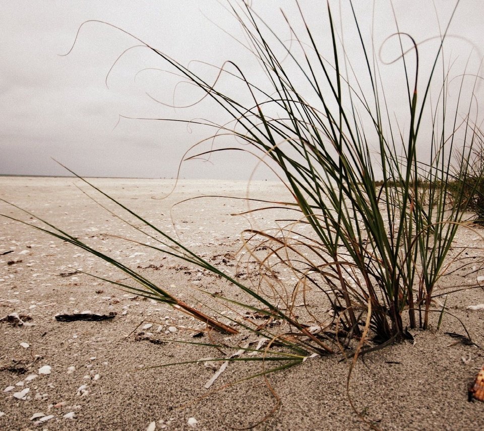 Обои трава, берег, песок, пляж, ракушка, grass, shore, sand, beach, shell разрешение 1920x1200 Загрузить