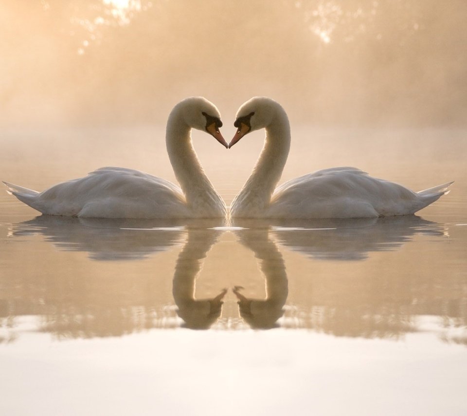 Обои вода, отблески, вечер, туман, сердце, любовь, пруд, пара, лебеди, water, reflections, the evening, fog, heart, love, pond, pair, swans разрешение 1920x1200 Загрузить