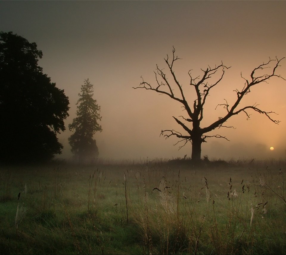 Обои дерево, туман, паутина, tree, fog, web разрешение 1920x1440 Загрузить