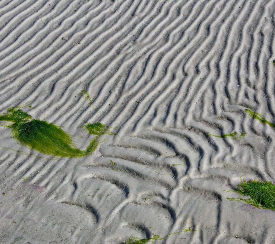 Обои линии, песок, водоросли, line, sand, algae разрешение 1920x1440 Загрузить