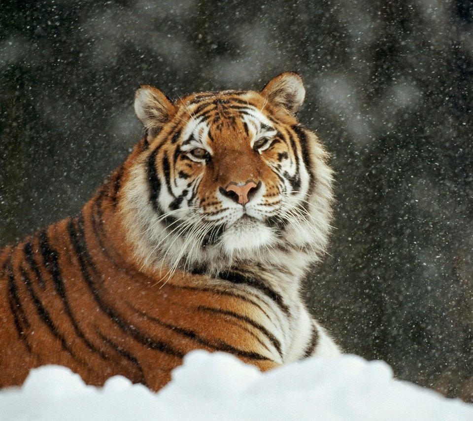 Обои тигр, снег, зима, кошка, лежит, аррр, tiger, snow, winter, cat, lies, arrr разрешение 1920x1200 Загрузить