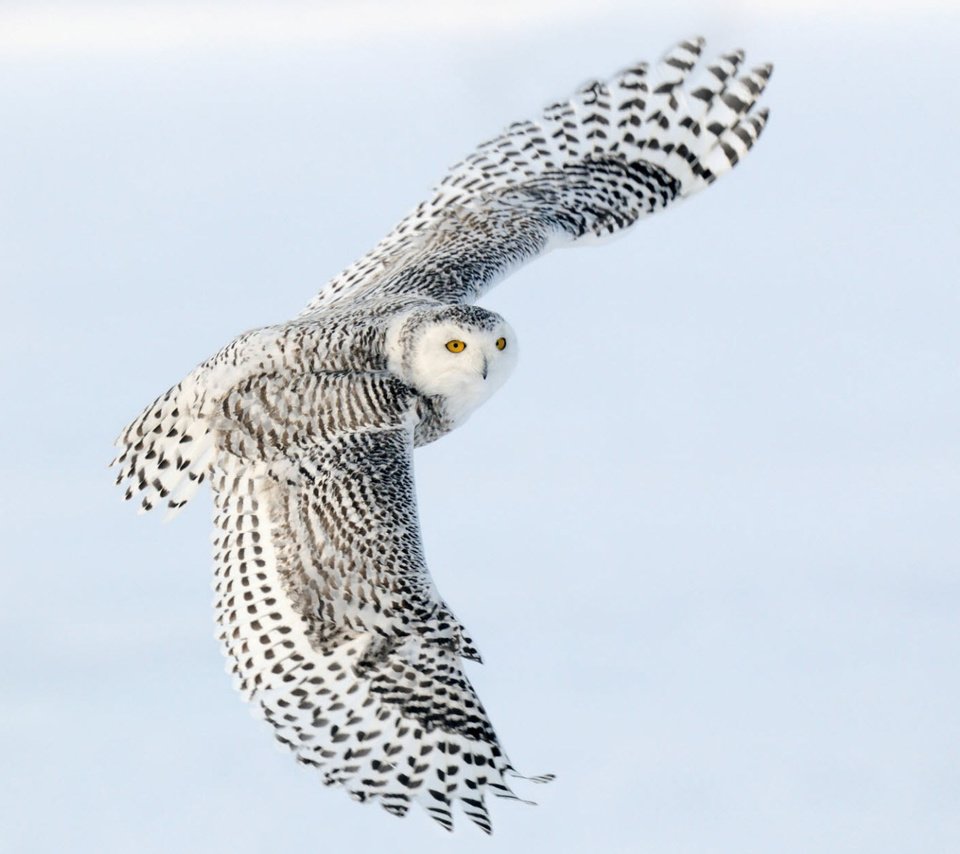 Обои сова, полет, крылья, снежная сова, owl, flight, wings, snowy owl разрешение 1920x1200 Загрузить