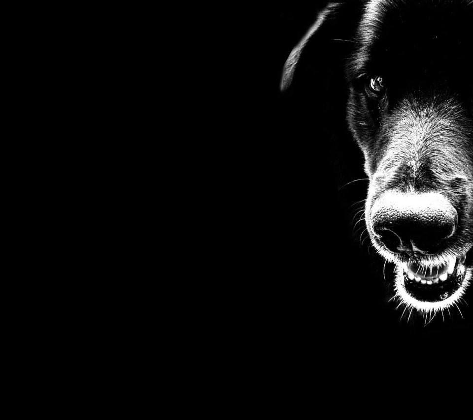 Обои чёрно-белое, черный, собака, минимализм, black and white, black, dog, minimalism разрешение 1920x1200 Загрузить