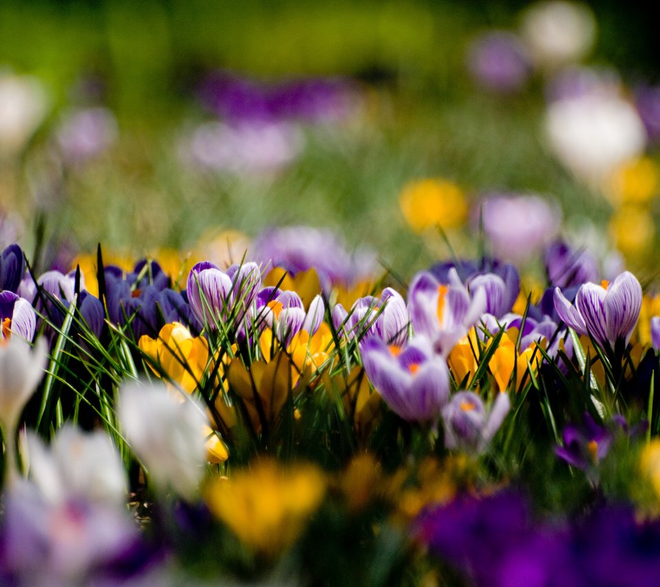 Обои цветы, поляна, весна, желтые, фиолетовые, крокусы, flowers, glade, spring, yellow, purple, crocuses разрешение 3648x2736 Загрузить