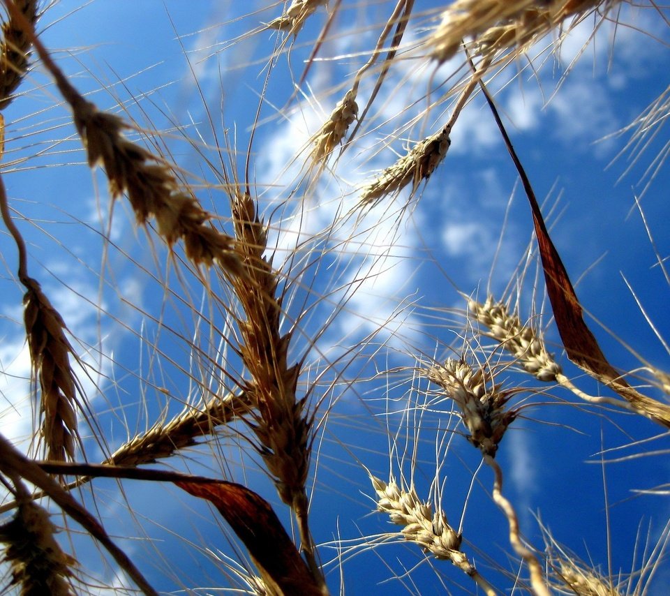 Обои небо, природа, поля, колосья, пшеница, the sky, nature, field, ears, wheat разрешение 1920x1440 Загрузить