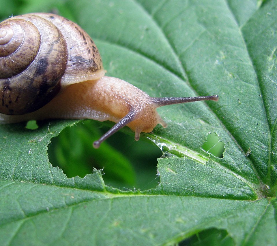 Обои трава, природа, зелень, лист, улитка, grass, nature, greens, sheet, snail разрешение 1920x1200 Загрузить