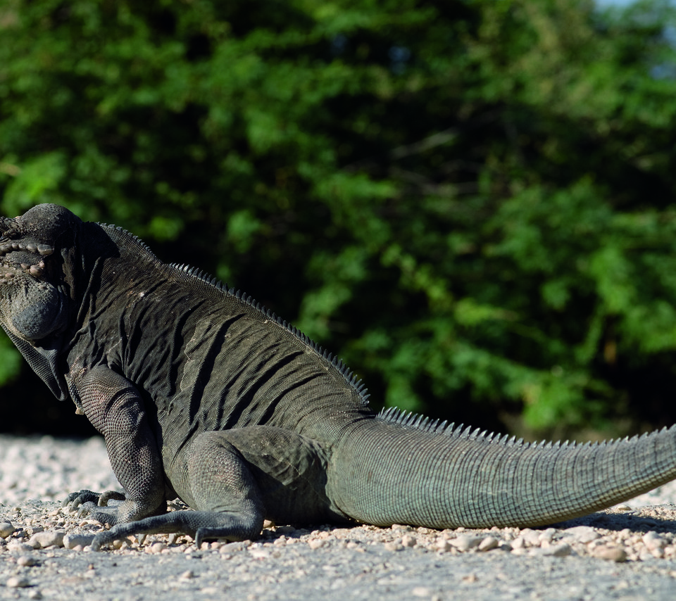 Обои ящерица, рептилия, bahis de las aguilas, варан, komodo dragon, комодский варан, lizard, reptile, varan разрешение 2560x1600 Загрузить