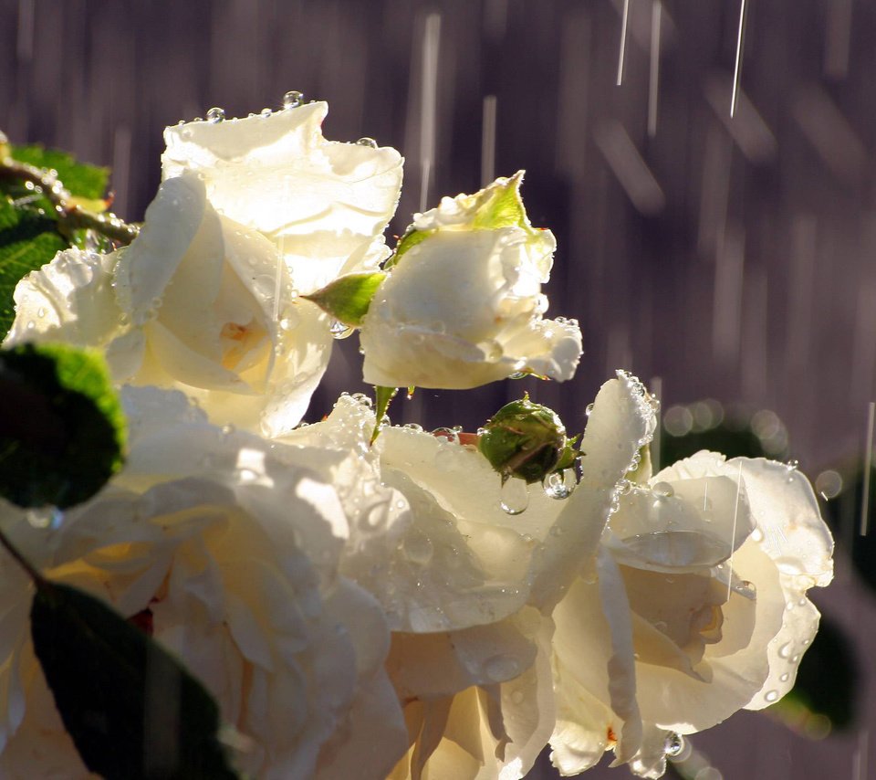 Обои цветы, вода, бутоны, капли, розы, дождь, букет, белые, flowers, water, buds, drops, roses, rain, bouquet, white разрешение 2560x1600 Загрузить