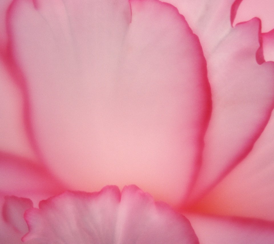 Обои цветок, лепестки, розовые, крупным планом, flower, petals, pink, closeup разрешение 3000x1981 Загрузить