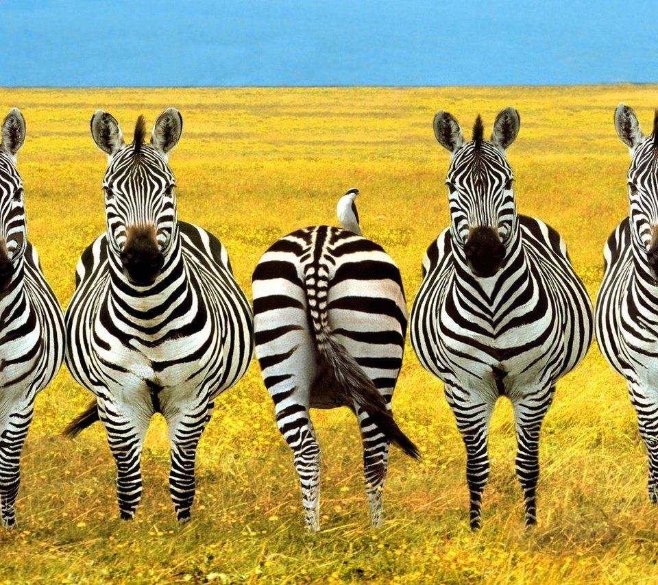 Обои зебры, zebra разрешение 1920x1200 Загрузить