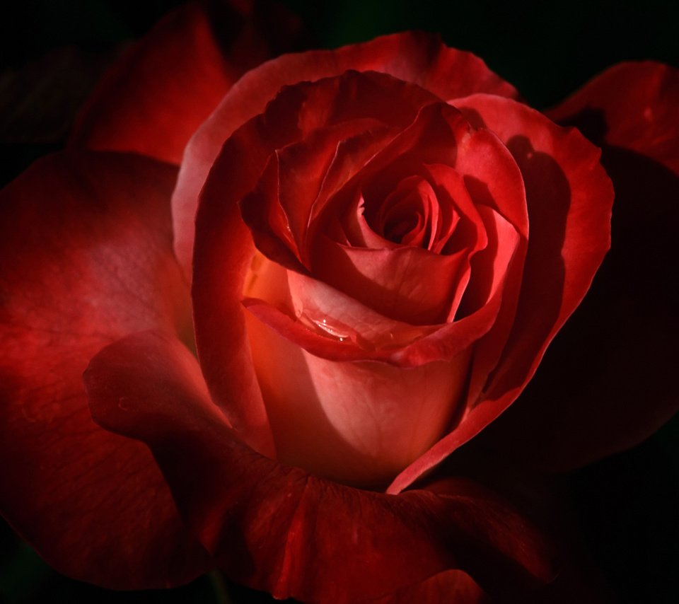 Обои цветок, роза, красная, flower, rose, red разрешение 1920x1200 Загрузить
