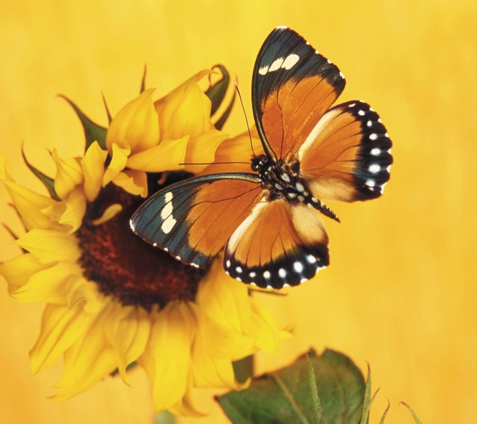 Обои насекомое, бабочка, крылья, подсолнух, монарх, insect, butterfly, wings, sunflower, monarch разрешение 1920x1440 Загрузить