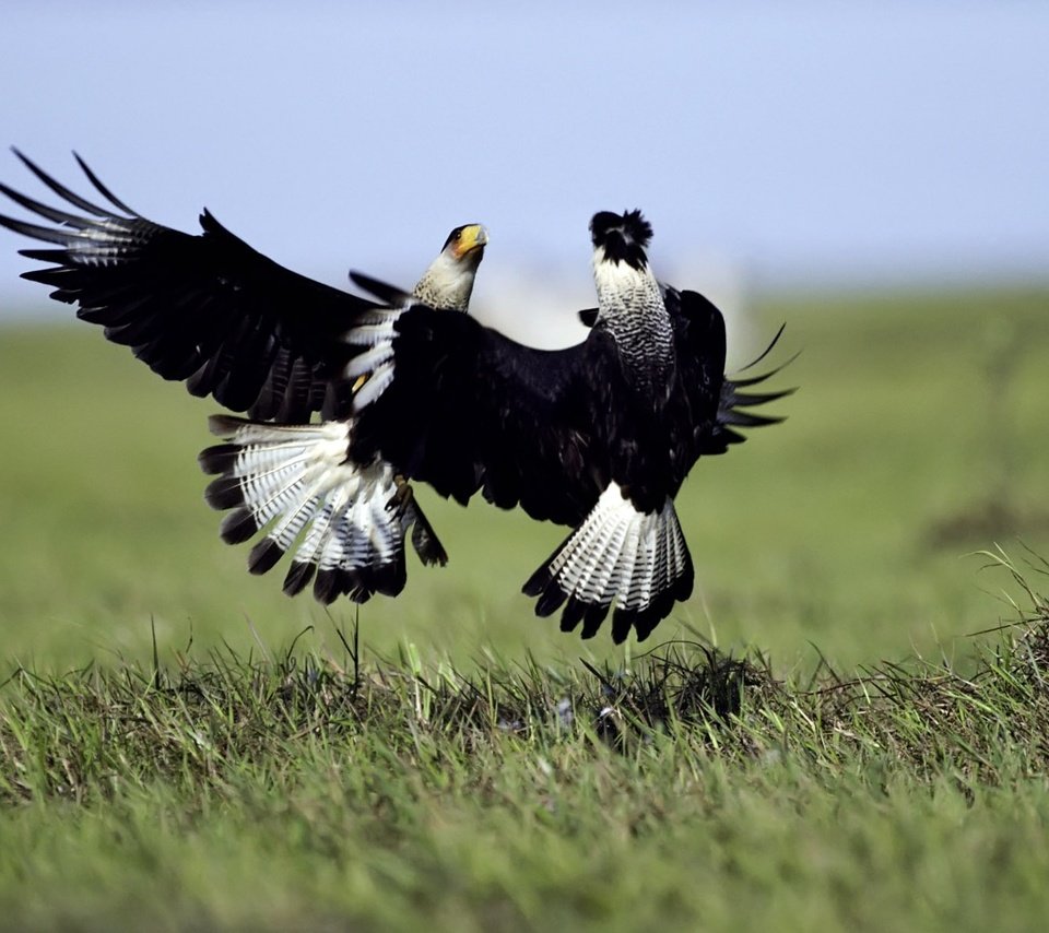 Обои трава, природа, полет, крылья, птицы, бой, танец, сокол, grass, nature, flight, wings, birds, battle, dance, falcon разрешение 1920x1200 Загрузить