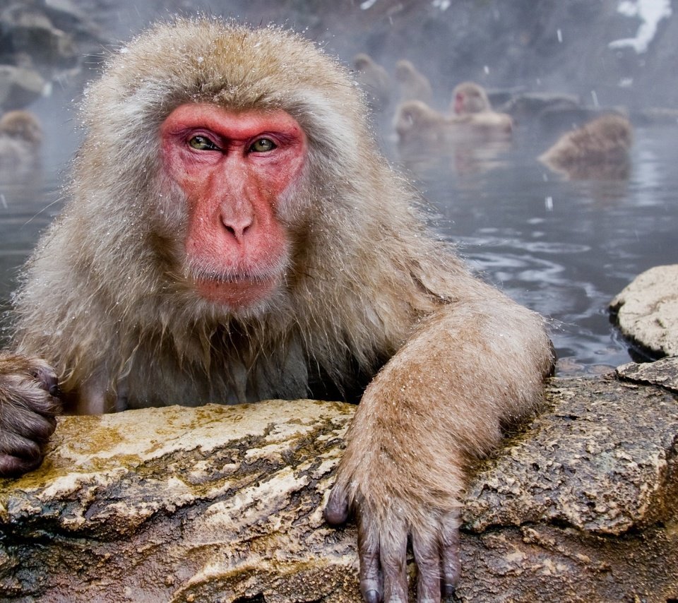 Обои морда, вода, взгляд, макаки, обезьяны, японский макак, face, water, look, macaques, monkey, japanese macaques разрешение 1920x1200 Загрузить