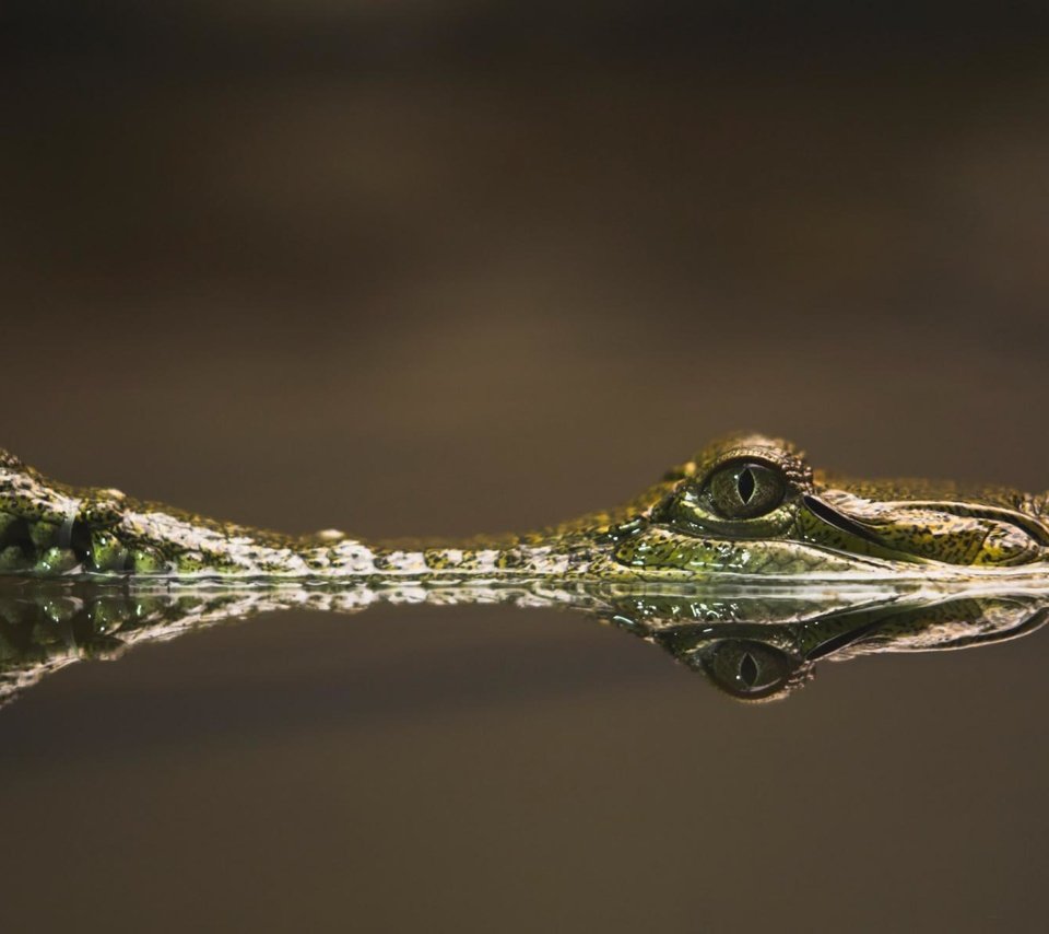 Обои вода, река, отражение, глаз, крокодил, пресмыкающиеся, water, river, reflection, eyes, crocodile, reptiles разрешение 1920x1200 Загрузить