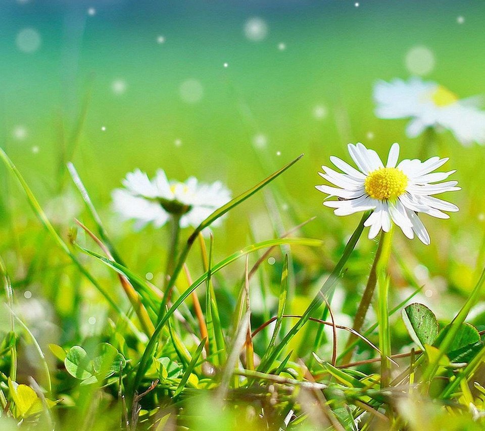 Обои цветы, трава, природа, ромашки, белые, боке, flowers, grass, nature, chamomile, white, bokeh разрешение 1920x1200 Загрузить