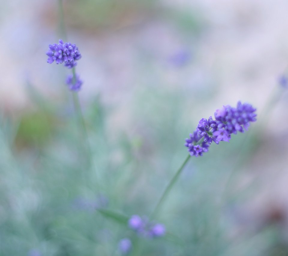 Обои цветы, макро, поле, лаванда, сиреневый, flowers, macro, field, lavender, lilac разрешение 1920x1280 Загрузить