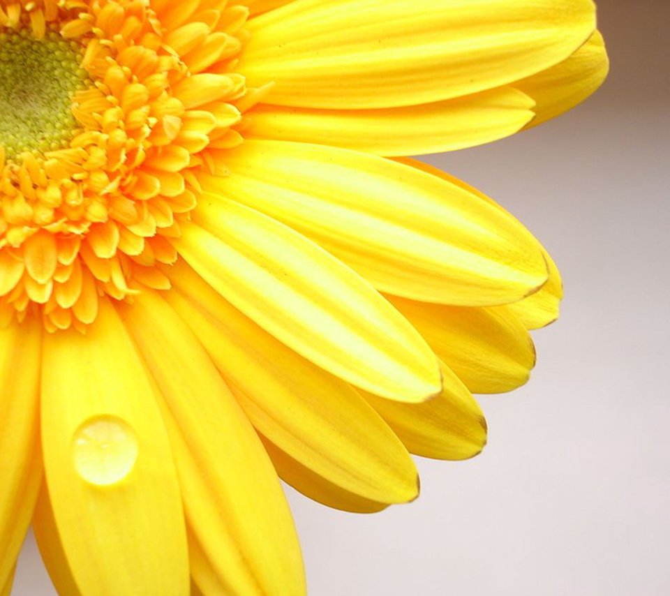 Обои желтый, цветок, капля, лепестки, гербера, cvetok, zheltyj, gerber, yellow, flower, drop, petals, gerbera разрешение 1920x1416 Загрузить