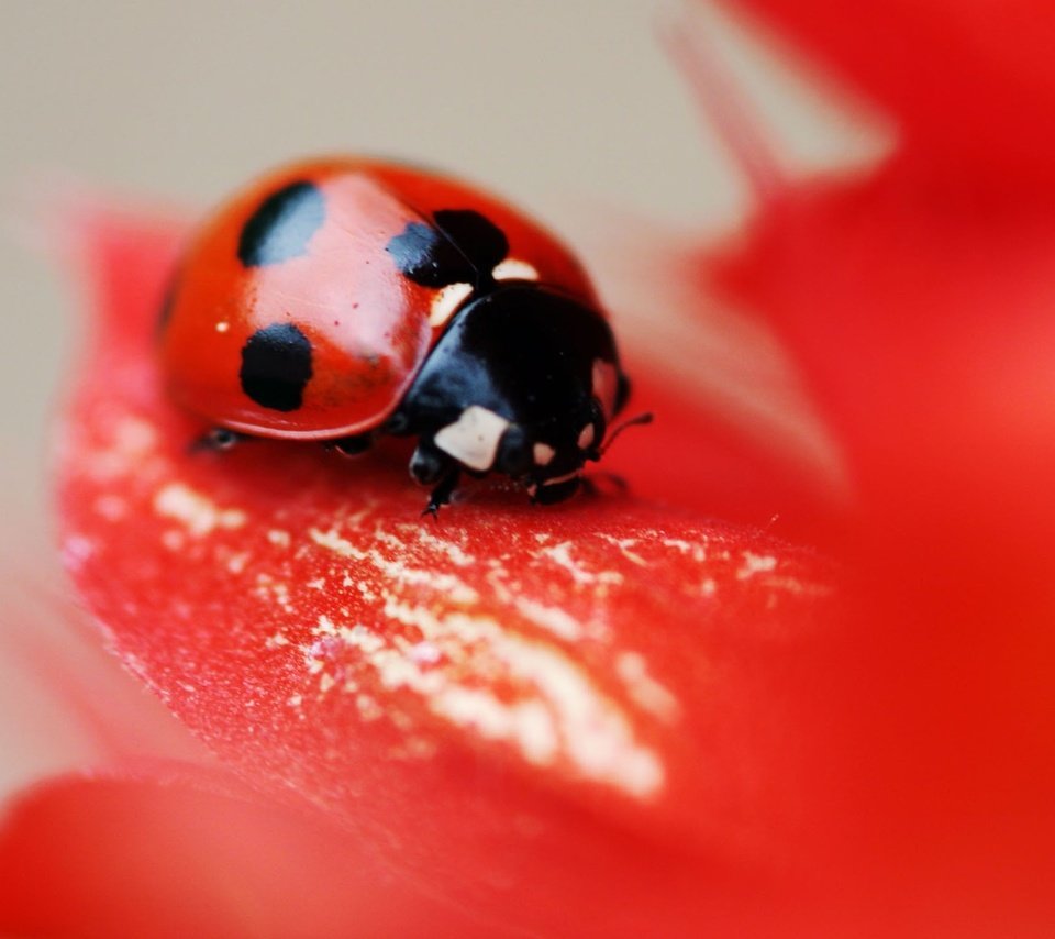 Обои макро, насекомое, цветок, красный, божья коровка, macro, insect, flower, red, ladybug разрешение 2560x1600 Загрузить