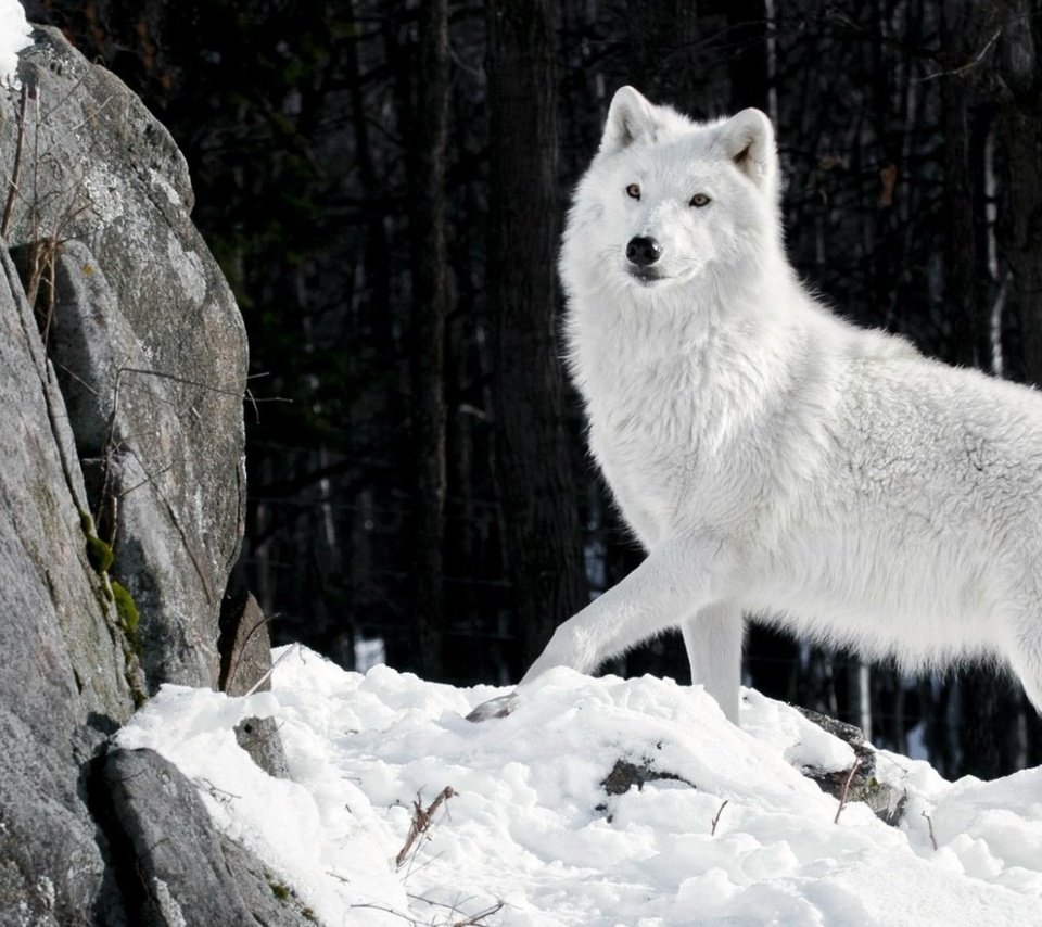 Обои снег, камни, зима, шерсть, белый, хищник, волк, snow, stones, winter, wool, white, predator, wolf разрешение 1920x1080 Загрузить