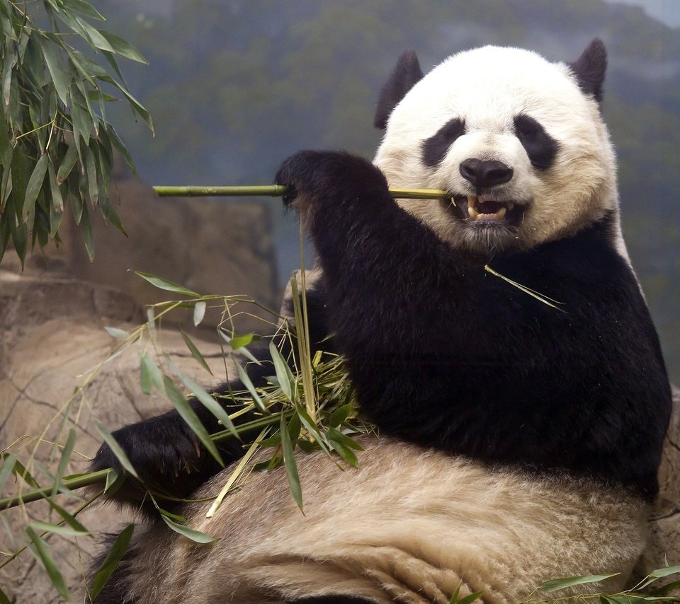 Обои животные, панда, медведь, кушает, бамбуковый медведь, большая панда, animals, panda, bear, eats, bamboo bear, the giant panda разрешение 2048x1334 Загрузить