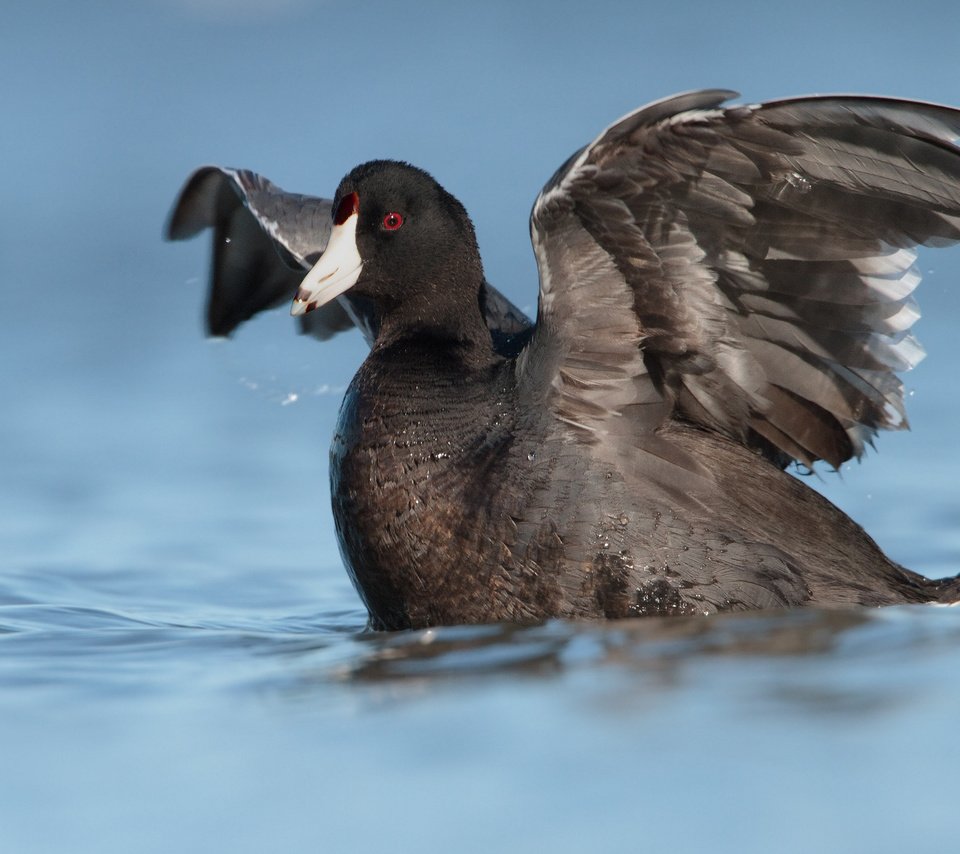 Обои вода, отражение, крылья, птица, утка, лысуха, water, reflection, wings, bird, duck, coot разрешение 2048x1198 Загрузить