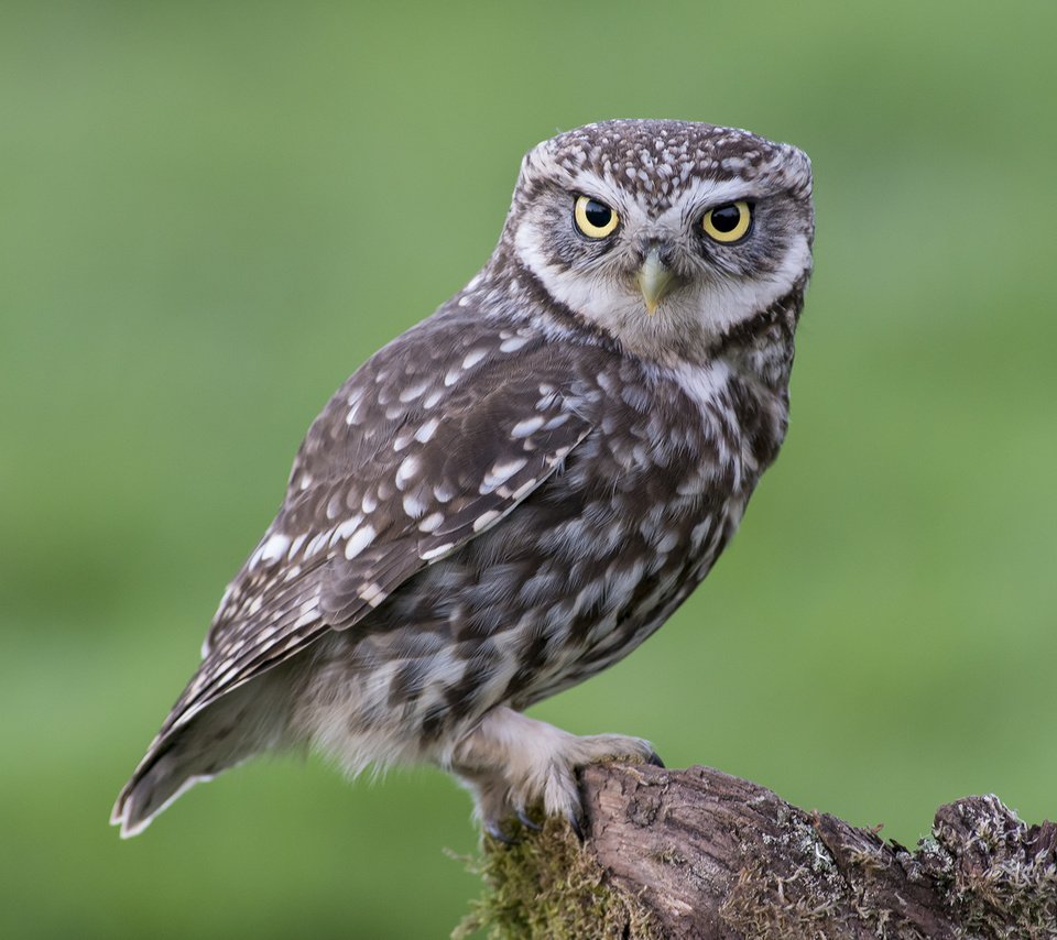 Обои сова, смотрит, сидит, птица, мох, пенек, owl, looks, sitting, bird, moss, stump разрешение 2048x1335 Загрузить