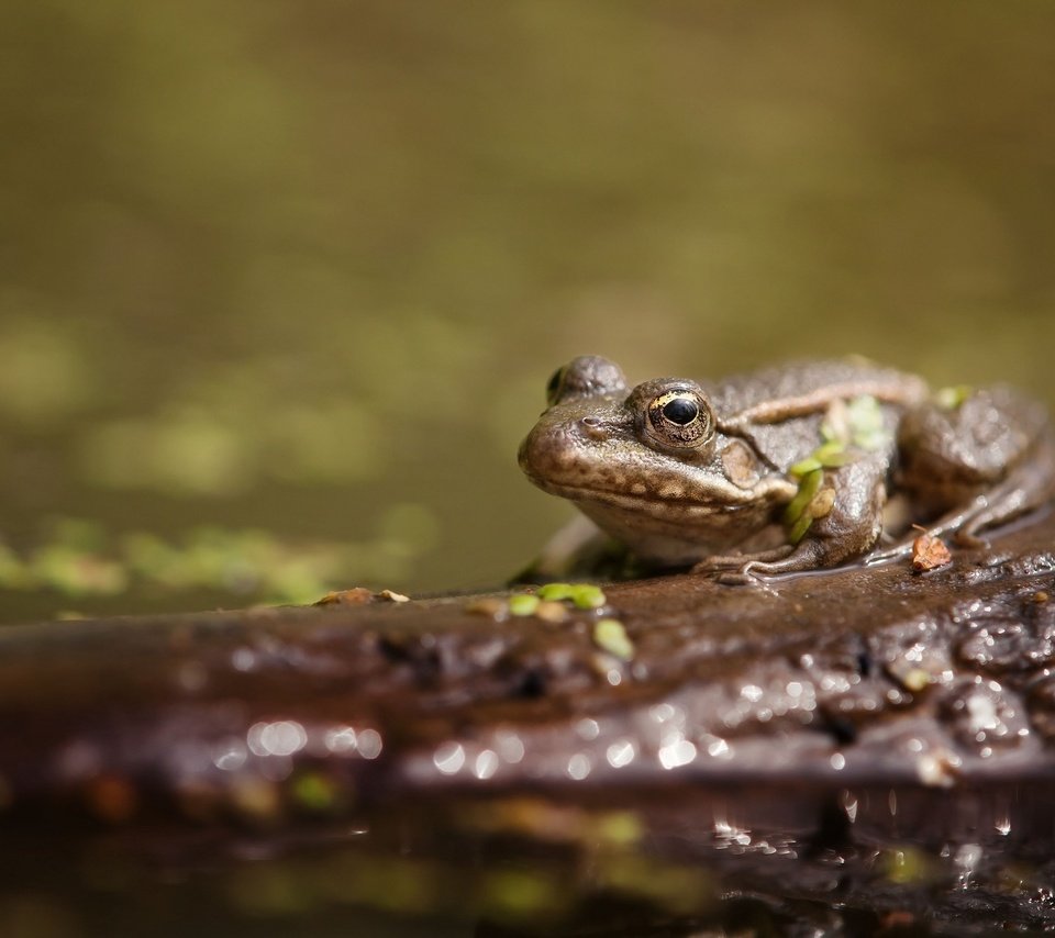 Обои вода, животные, лягушка, пруд, жаба, water, animals, frog, pond, toad разрешение 2048x1339 Загрузить