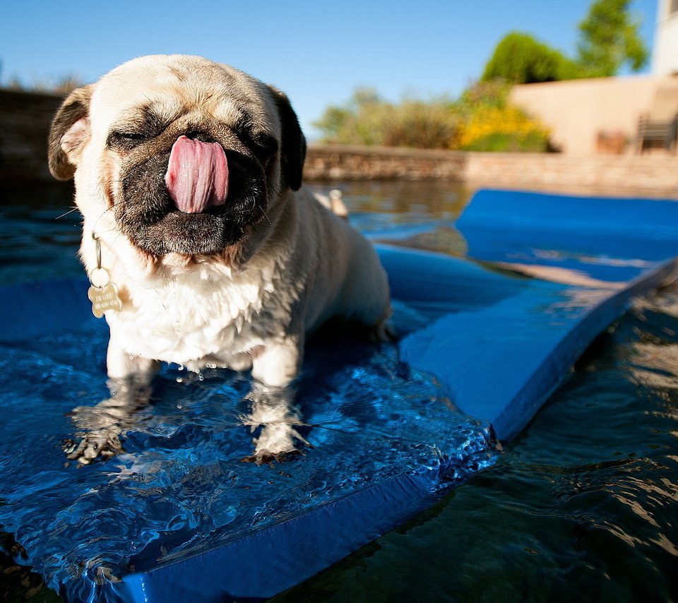 Обои вода, собака, бассейн, язык, мопс, коврик, water, dog, pool, language, pug, mat разрешение 2560x1600 Загрузить