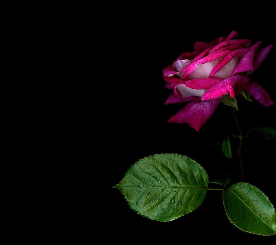 Обои роза, красота на рабочий стол, rose, beauty to your desktop разрешение 1920x1200 Загрузить