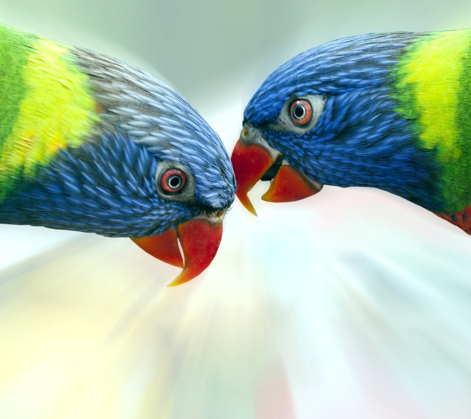 Обои разноцветные, птицы, попугай, радужный лорикет, colorful, birds, parrot, rainbow lorikeet разрешение 3600x2700 Загрузить