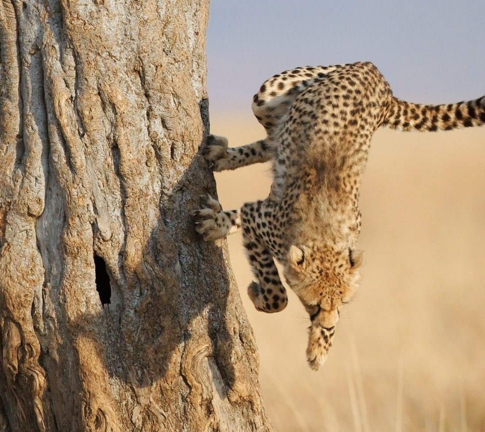 Обои дерево, лапы, леопард, когти, гепард, саванна, гепард в прыжке, tree, paws, leopard, claws, cheetah, savannah, cheetah jump разрешение 2560x1600 Загрузить
