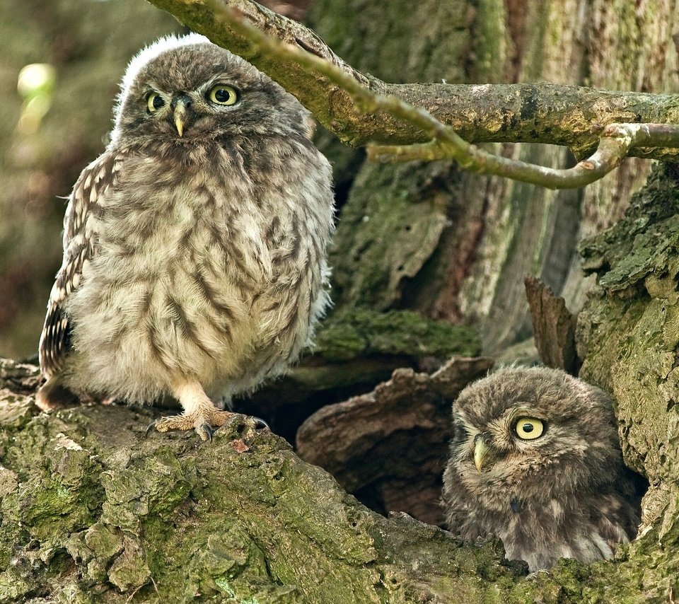 Обои сова, дерево, птица, совы, дупло, домовый сыч, owl, tree, bird, owls, the hollow, the little owl разрешение 2048x1537 Загрузить