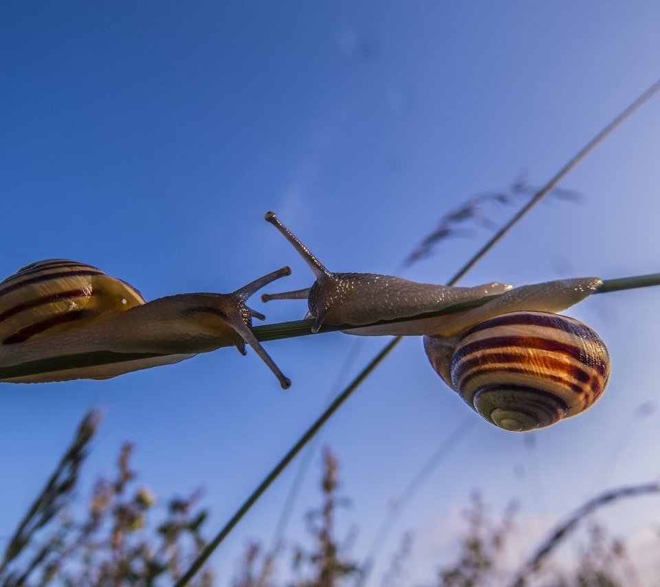 Обои макро, улитки, травинка, сближение, macro, snails, a blade of grass, convergence разрешение 2560x1920 Загрузить