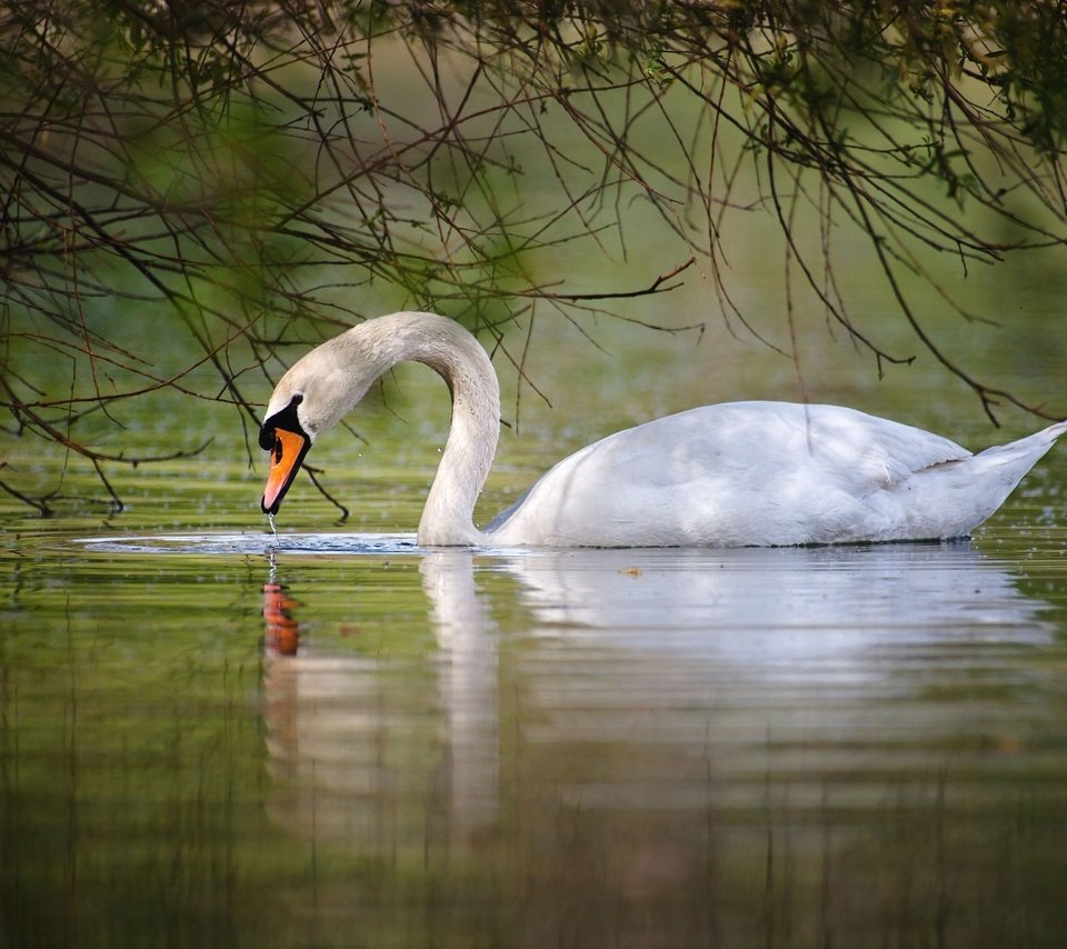 Обои вода, озеро, белый, птицы, лебедь, грация, шипун, water, lake, white, birds, swan, grace, mute разрешение 2048x1365 Загрузить