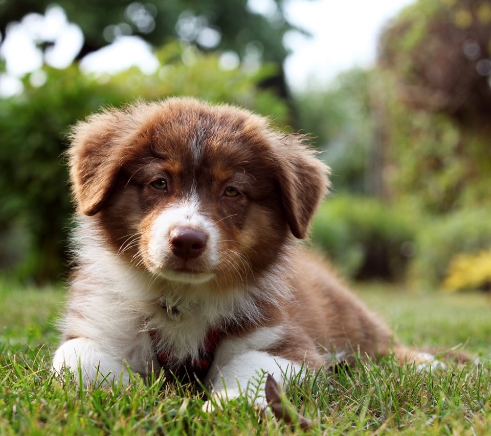 Обои трава, взгляд, собака, щенок, бордер-колли, grass, look, dog, puppy, the border collie разрешение 3600x2400 Загрузить