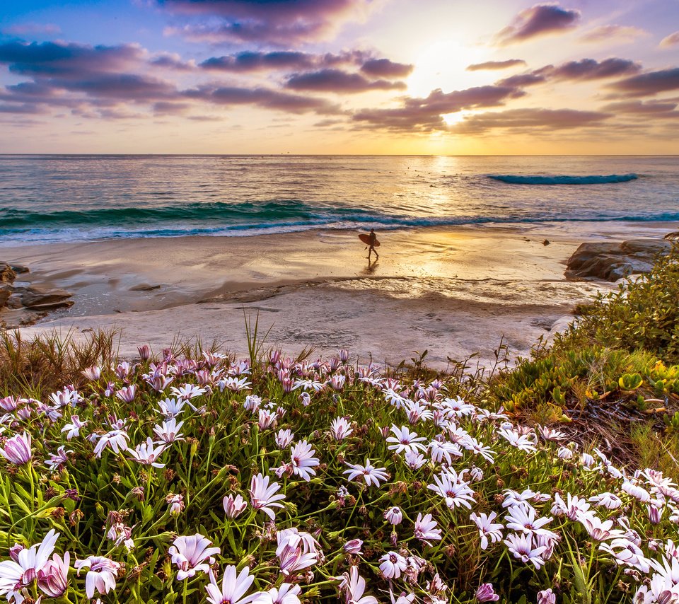 Обои цветы, закат, море, пляж, отдых, flowers, sunset, sea, beach, stay разрешение 2048x1366 Загрузить