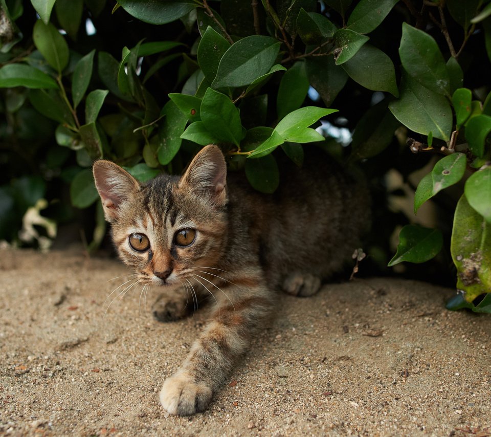 Обои зелень, кошка, взгляд, котенок, куст, полосатый, greens, cat, look, kitty, bush, striped разрешение 1920x1200 Загрузить